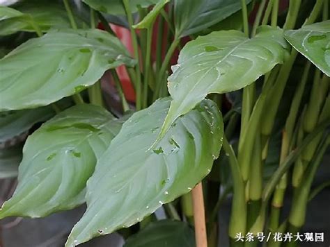 萬年青植物|萬年青的魅力：一種永恆的綠意與健康的象徵 – 植物盆栽綠寶典